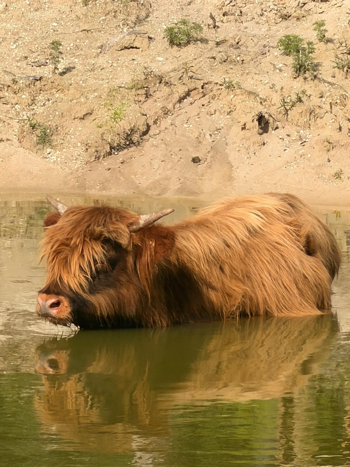 Louis V the miniature Highland bull with his long flowing coat in the ...